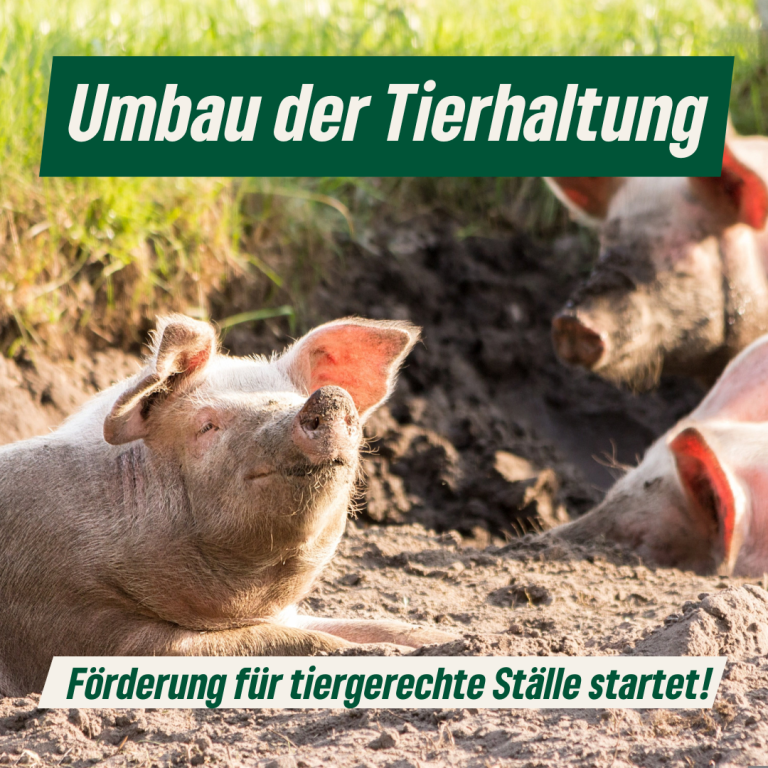 Bundesprogramm Umbau der Tierhaltung geht an den Start. Für eine bessere Tierhaltung und den Erhalt der Höfe.